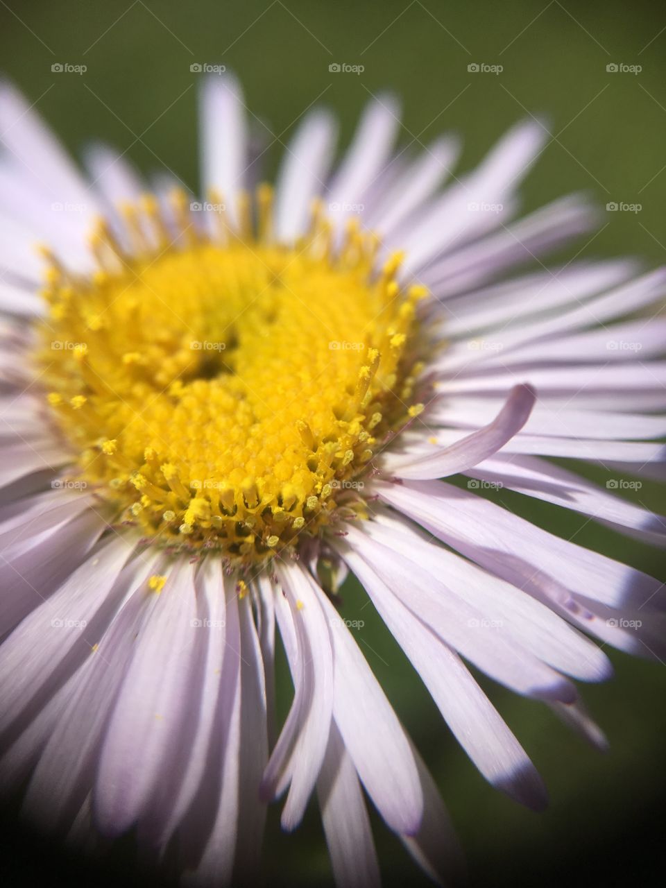 Closeup of petals