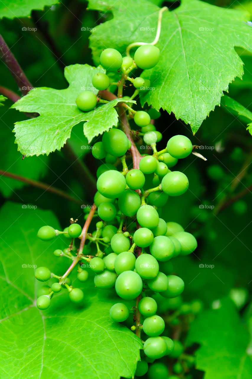 Green grape