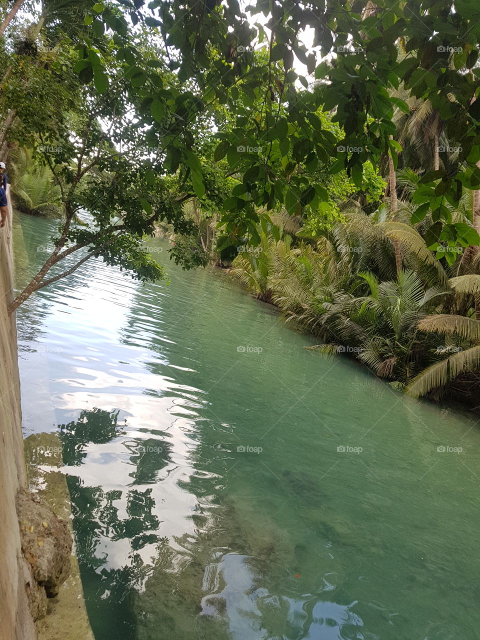 Water, Nature, Wood, Tree, No Person
