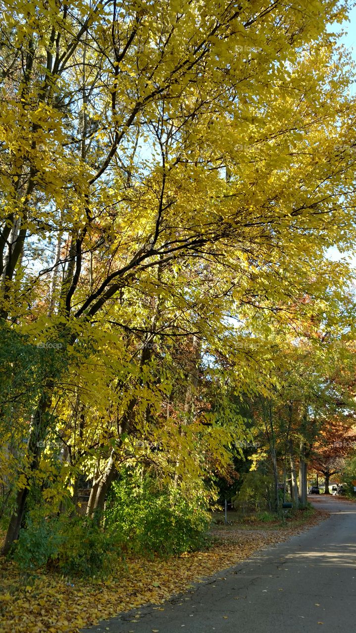 Roadside trees in Fall