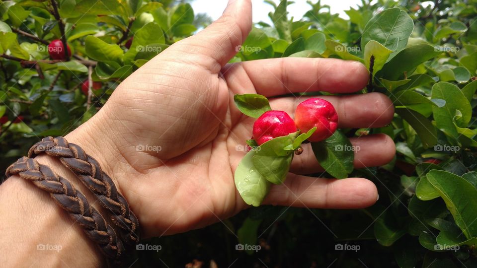 Mão. Pegando acerolas diretamente na árvore dos frutos.