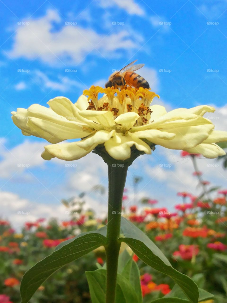 a Bee 4