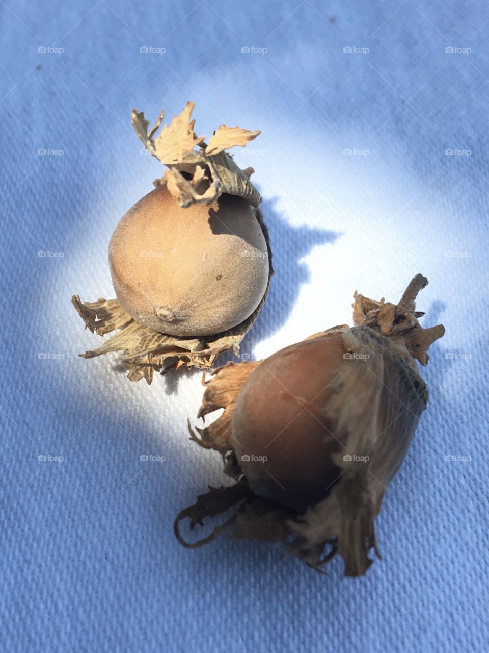 Hazelnuts on garden table