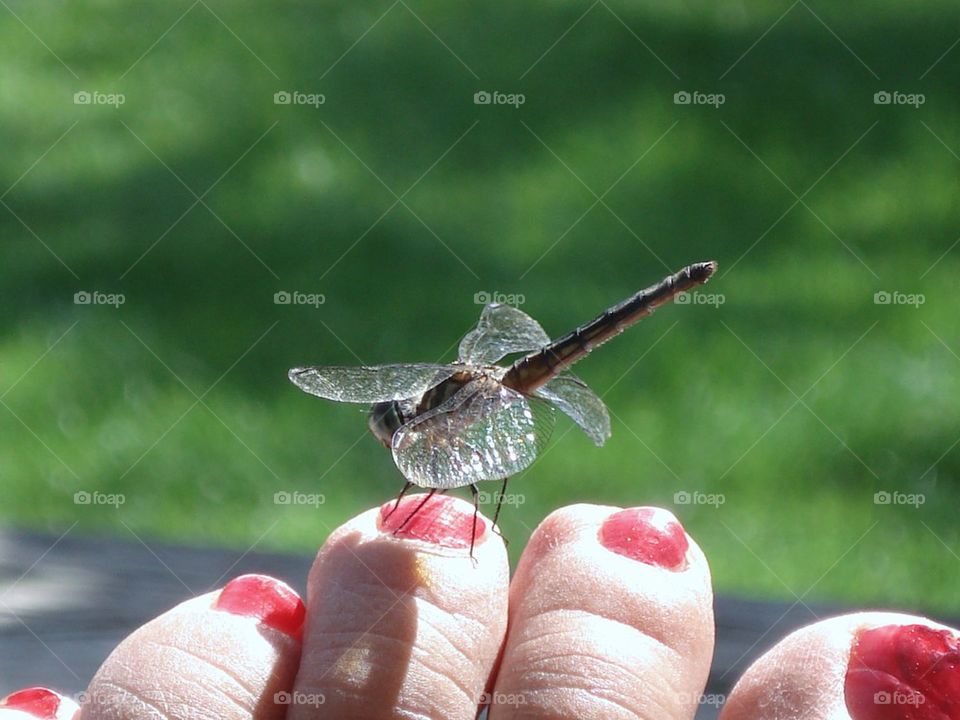 Dragonfly Sitting on Toe