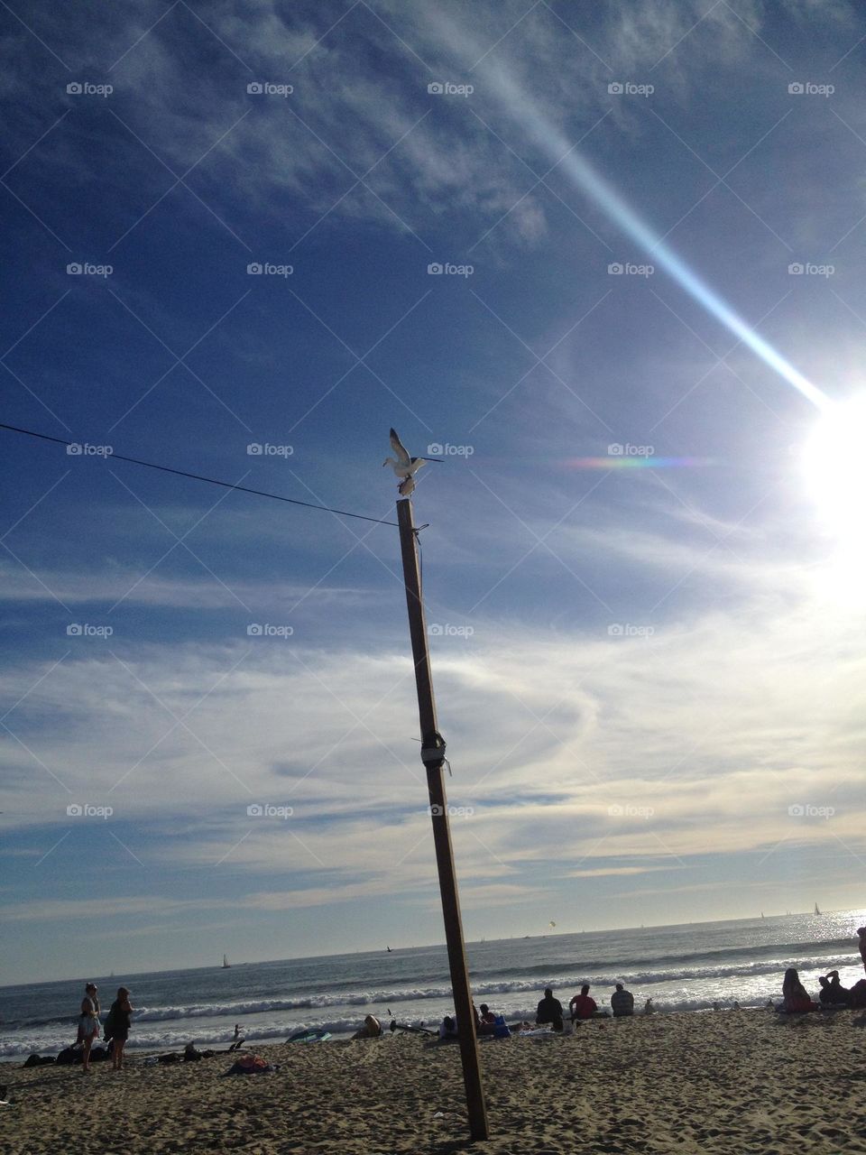 Two birds at Pismo beach 