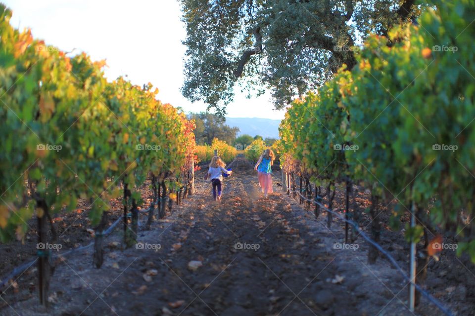 Two little girls running through a vineyard in Los Olivos California.