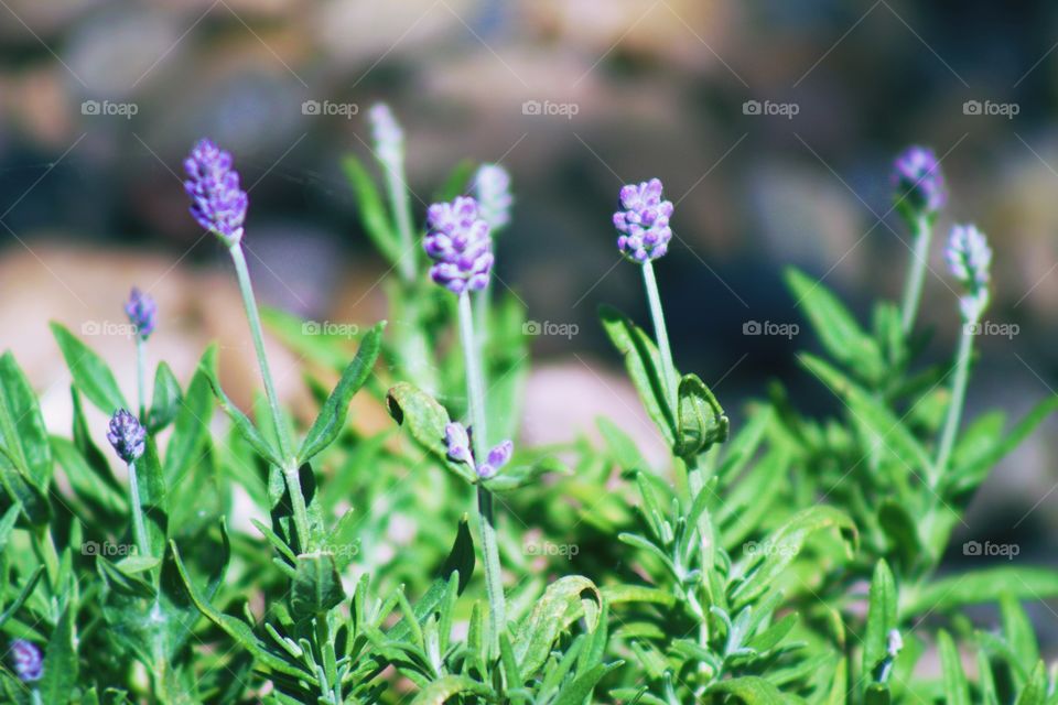 Lavender buds in sunlight, blurred rocks in background