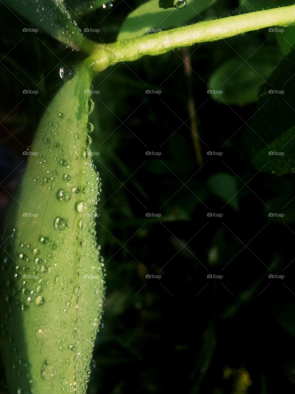 dewdrops on leaf