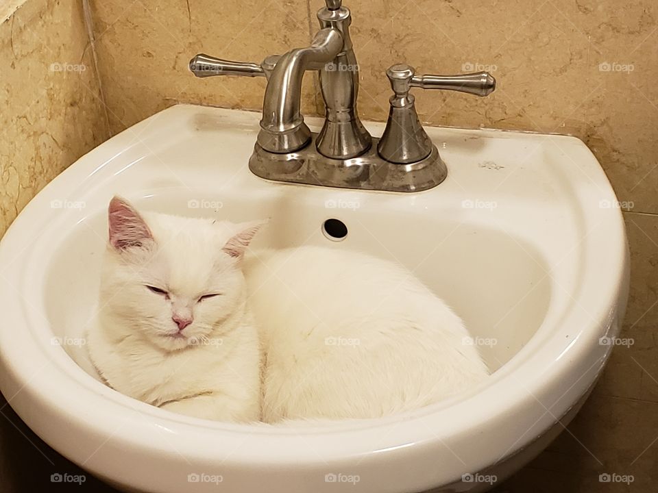 Sleeping cat in the sink