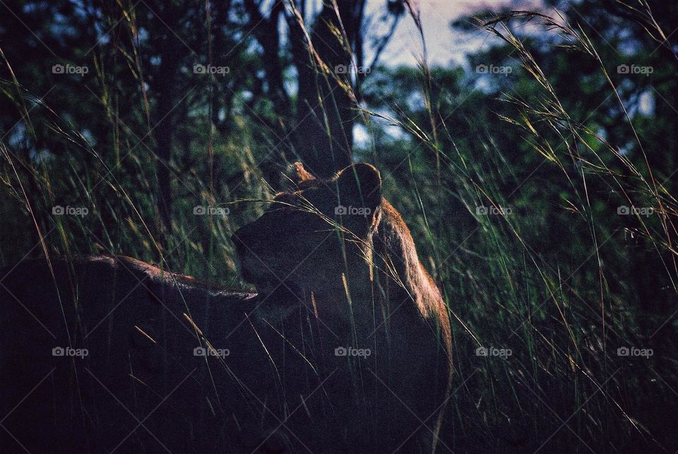 lioness on a afternoon hunt.