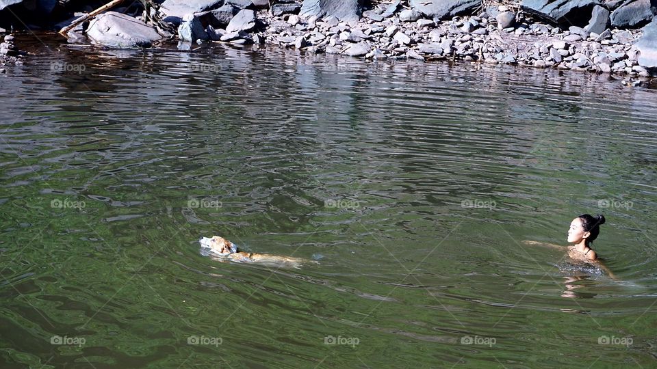 dog swimming.