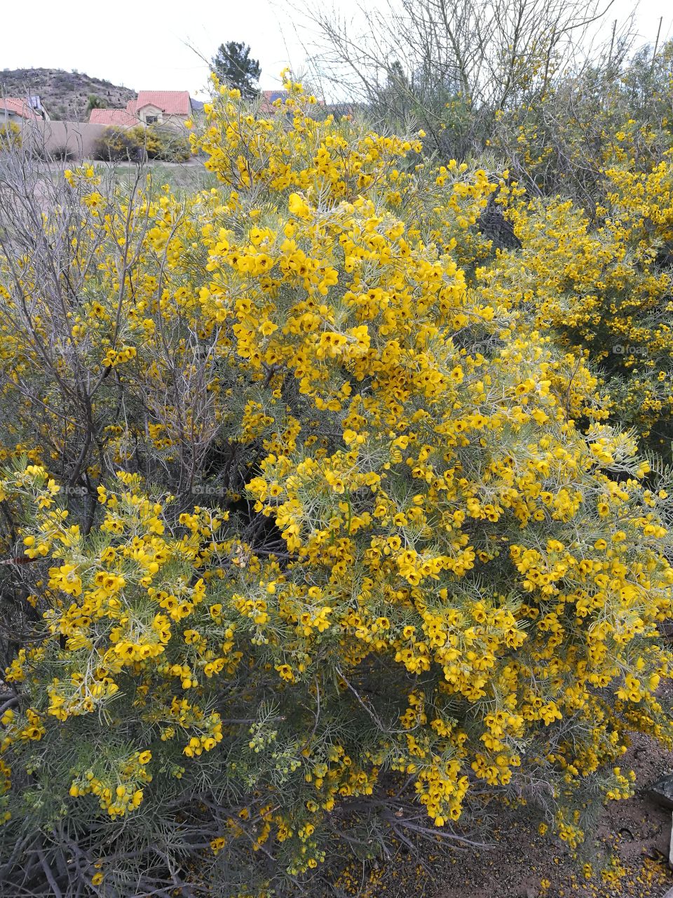 background of yellow wild flowers