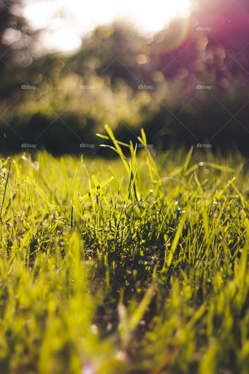 Serene photo of grass drenched in sunlight.