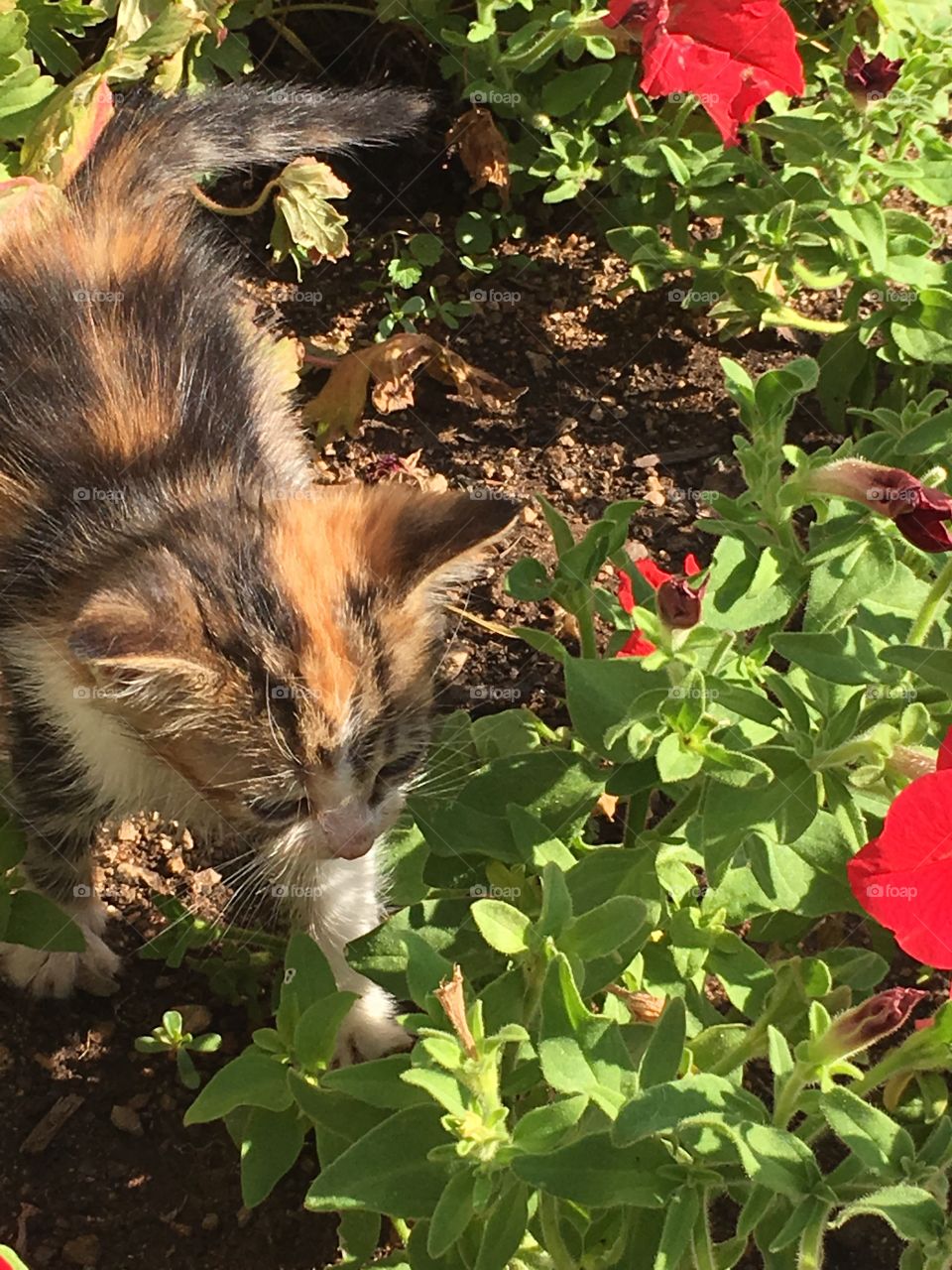 Small kitten discovering the garden