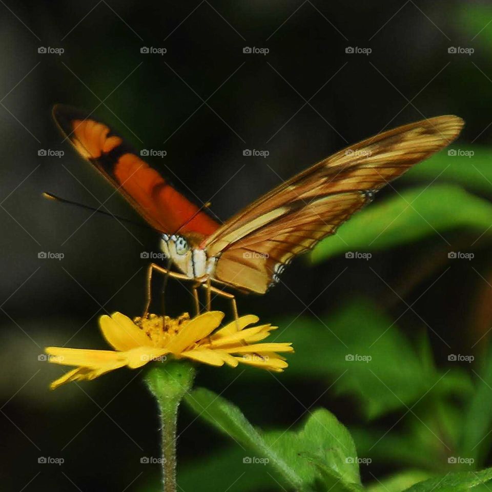 the Special butterfly on the yellow flower