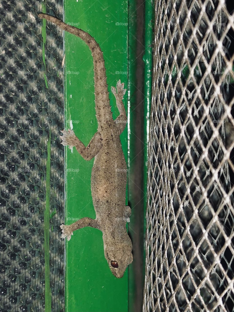 Gecko in the night 🤩