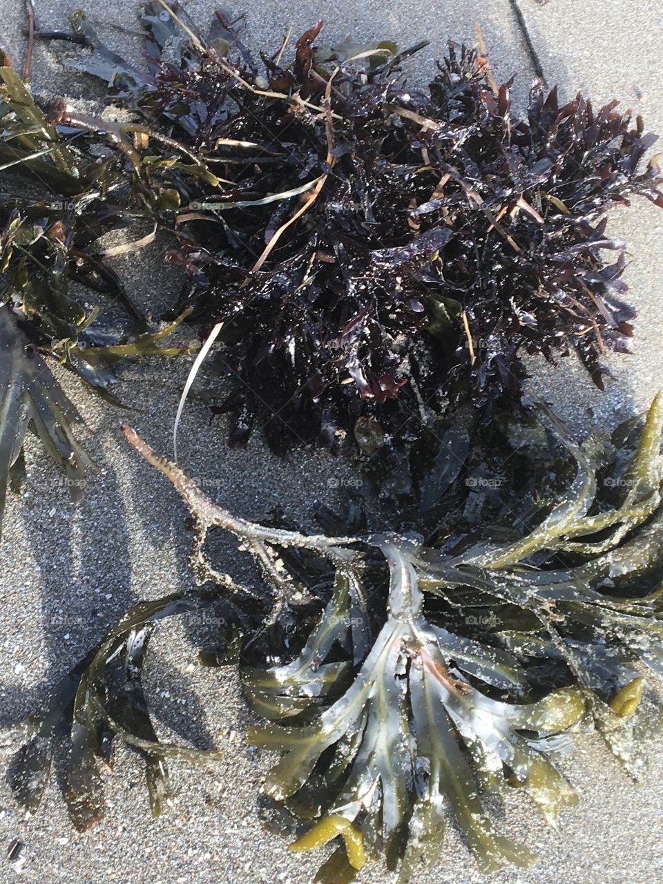 Beach Seaweed Closeup