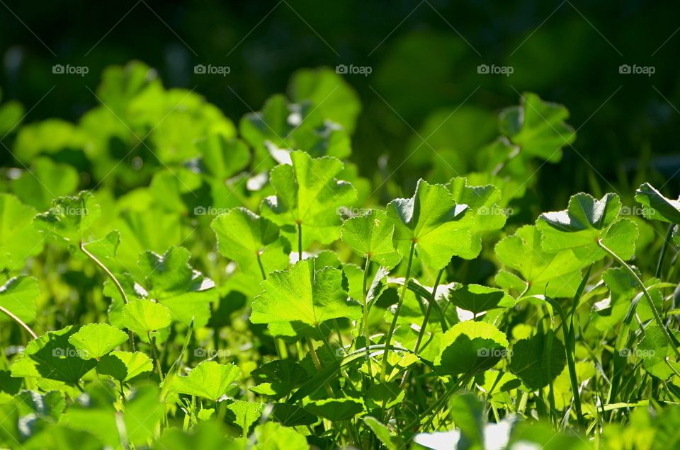 Wild flowers 