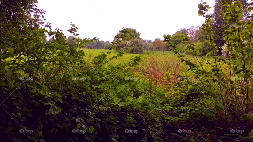 view onto a meadow and a tree through a bush