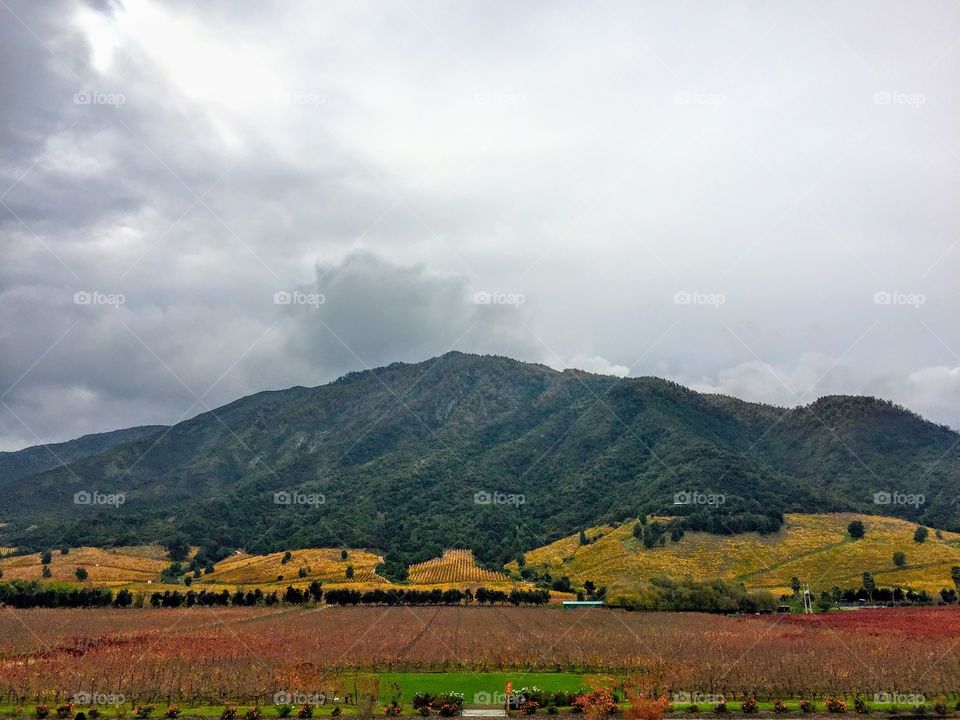 Vineyard in Chile