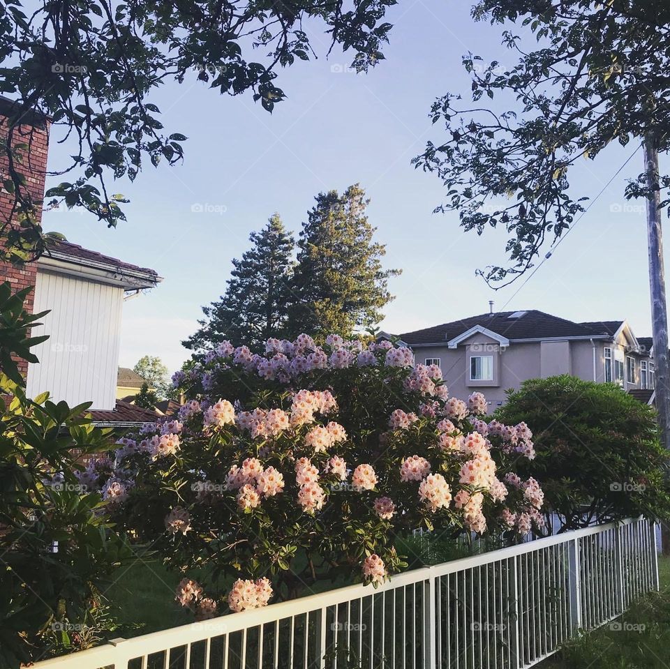 Pink flowers