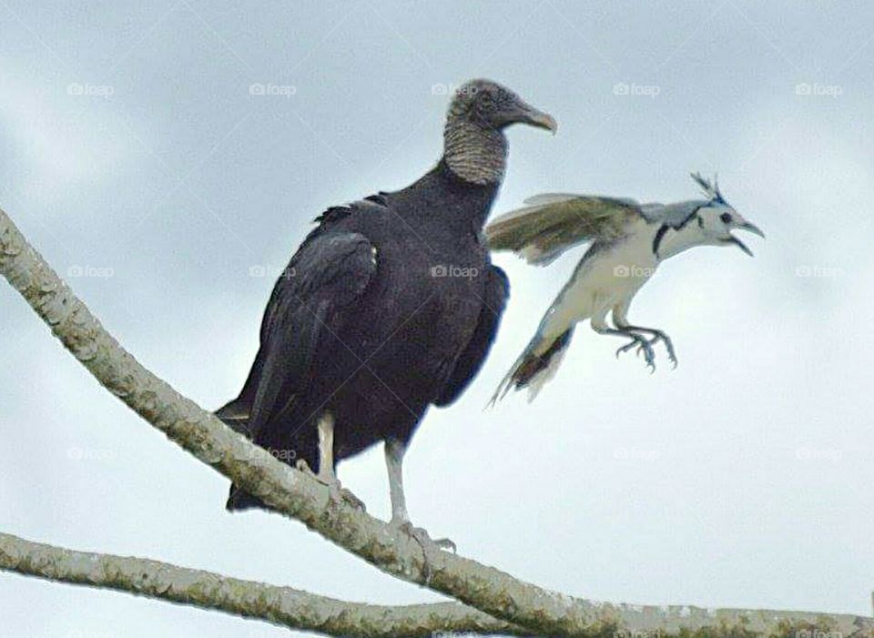 A magpie and a vulture in Costa Rica