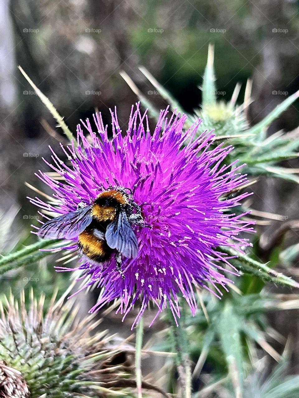 Flor con una abeja 