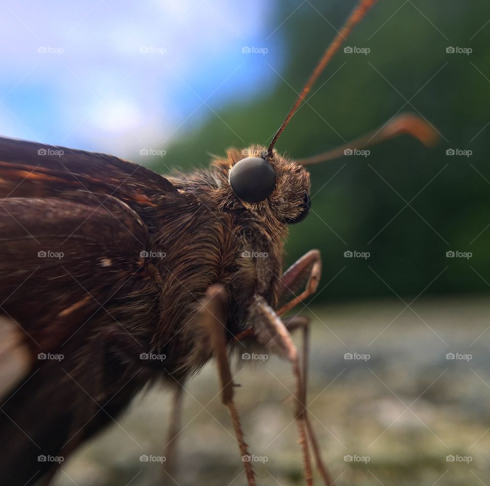 Macro moth bug insect 