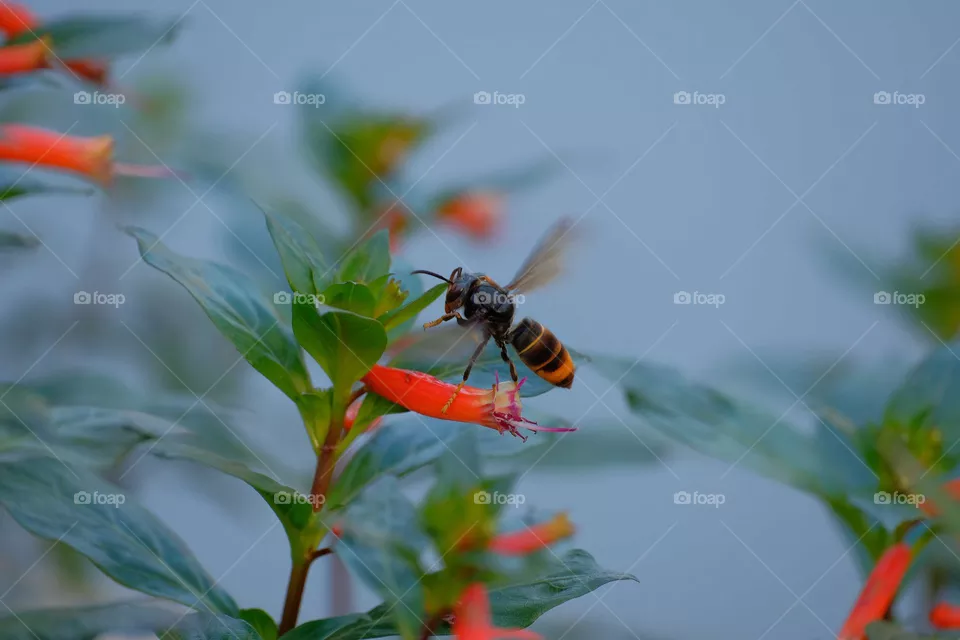 red Bee