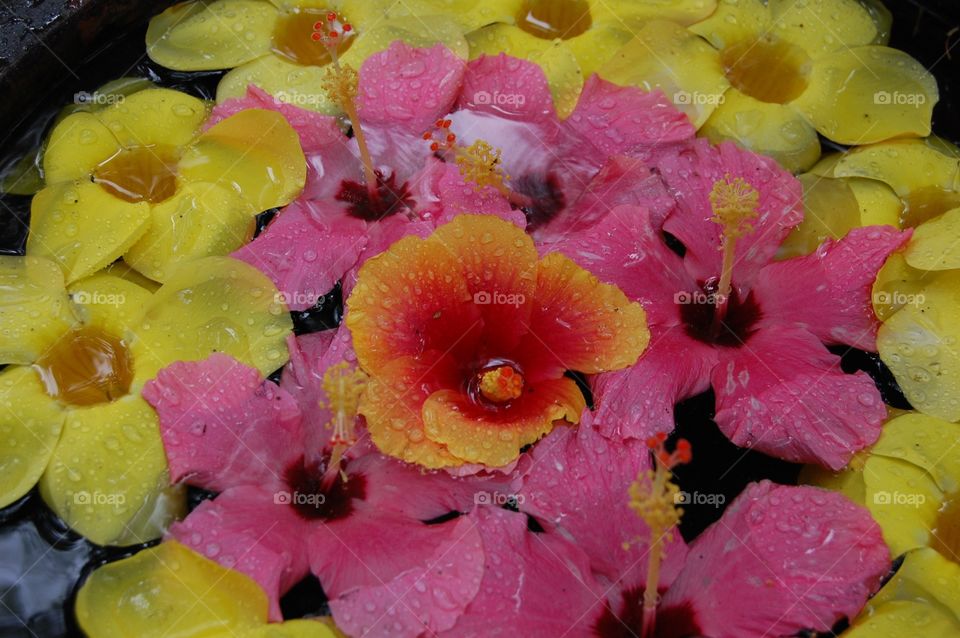 Hibiscus in water