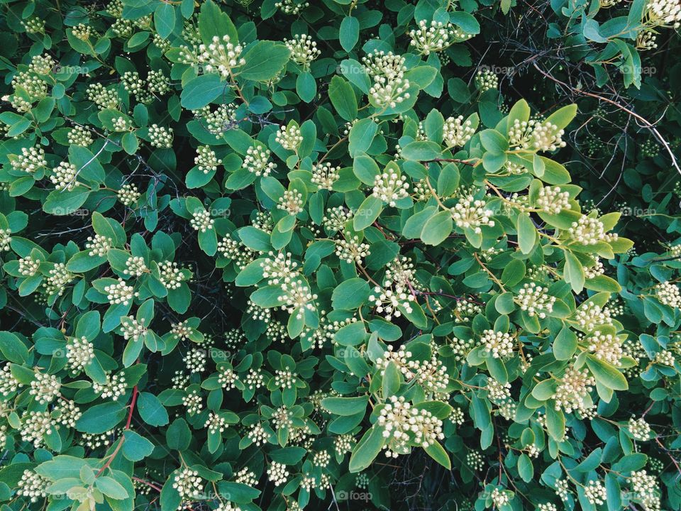 Flowering bush in the park of the city of Kiev, spring 2017