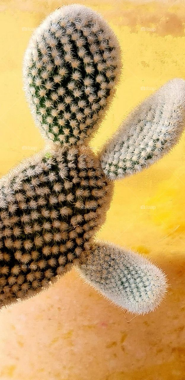 The Flowers of My Garden: Cactus