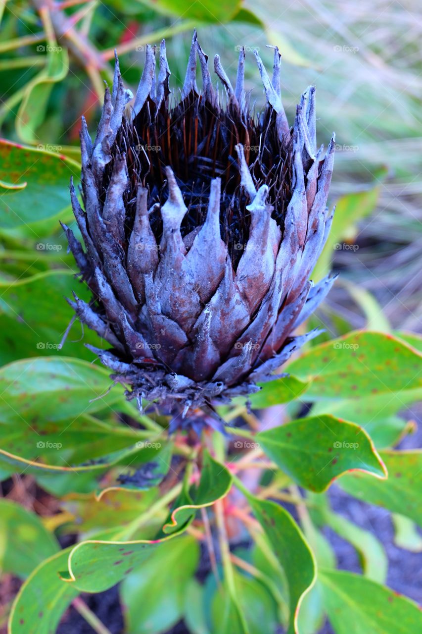 Dried flower, Oleander leaf protea, native of South Africa