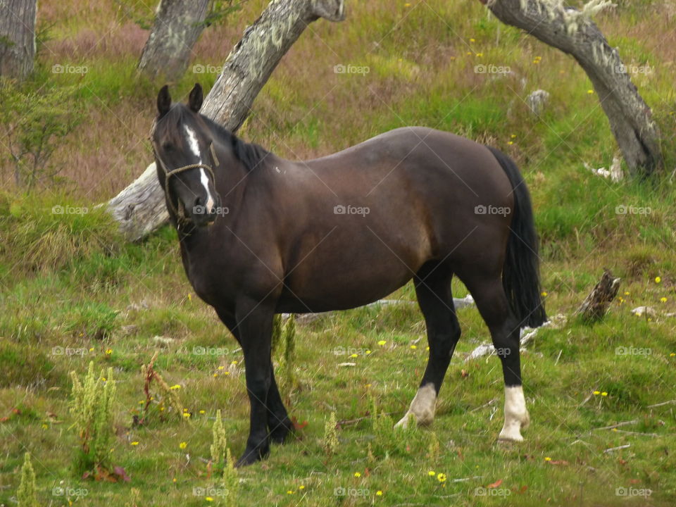 Horse in field--Patagonia