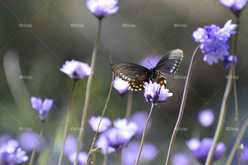 butterfly resting on a purple flower on a beautiful spring day