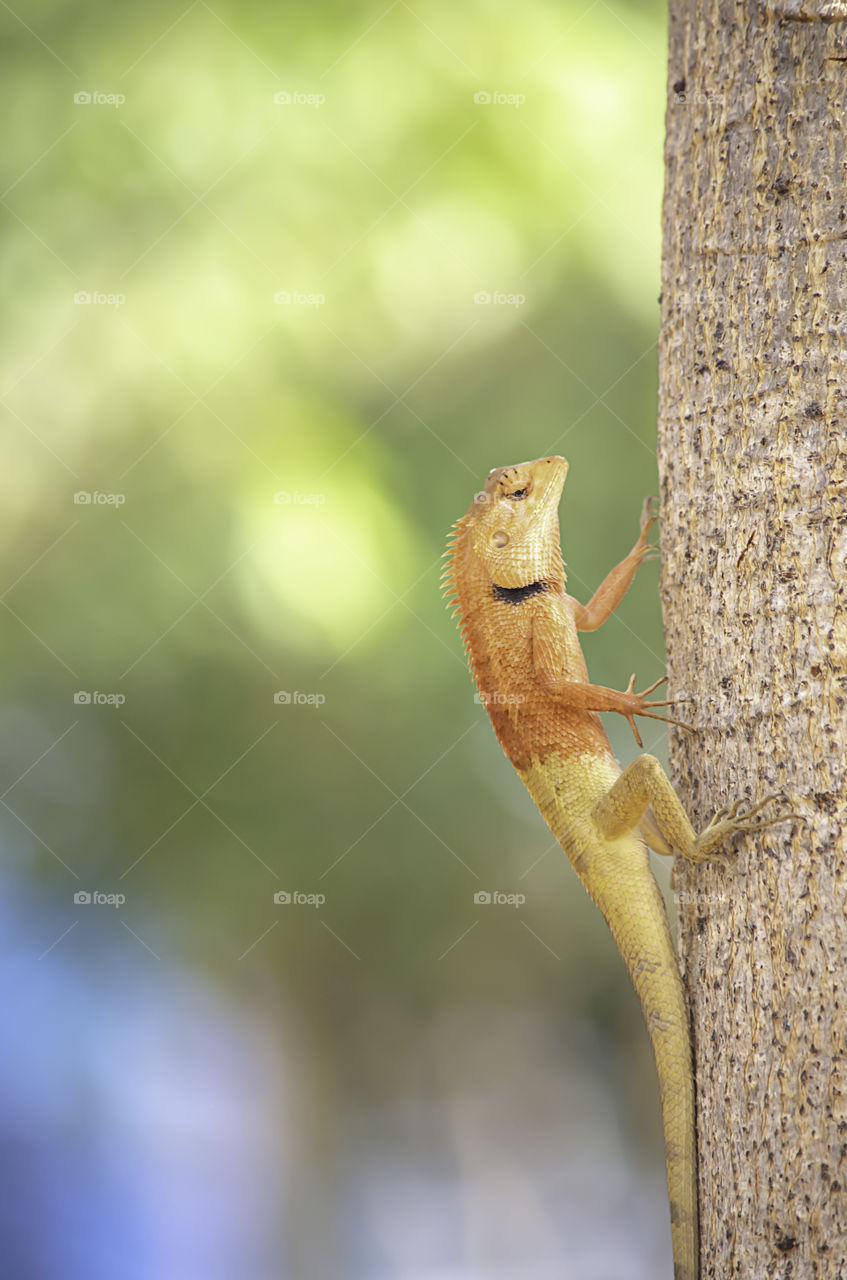 Chameleon orange on a tree Background blurred leaves.