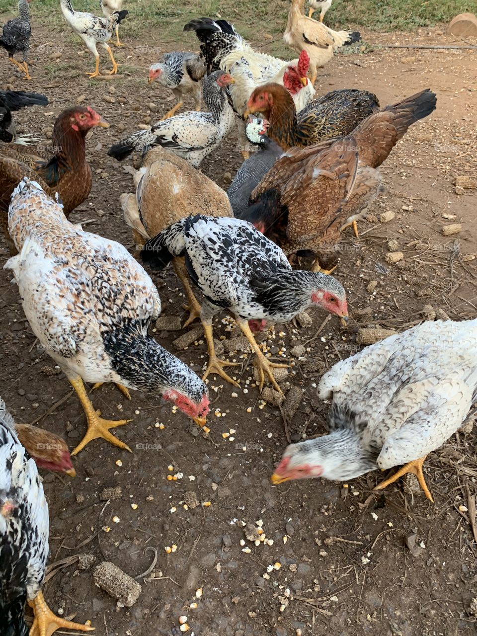 My chickens eating it’s corns 😁