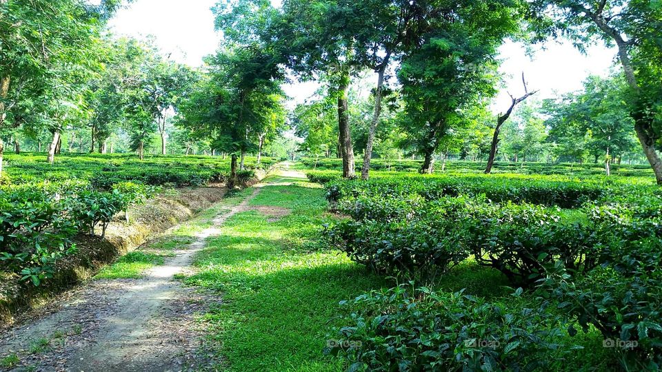 Greenary of Assam