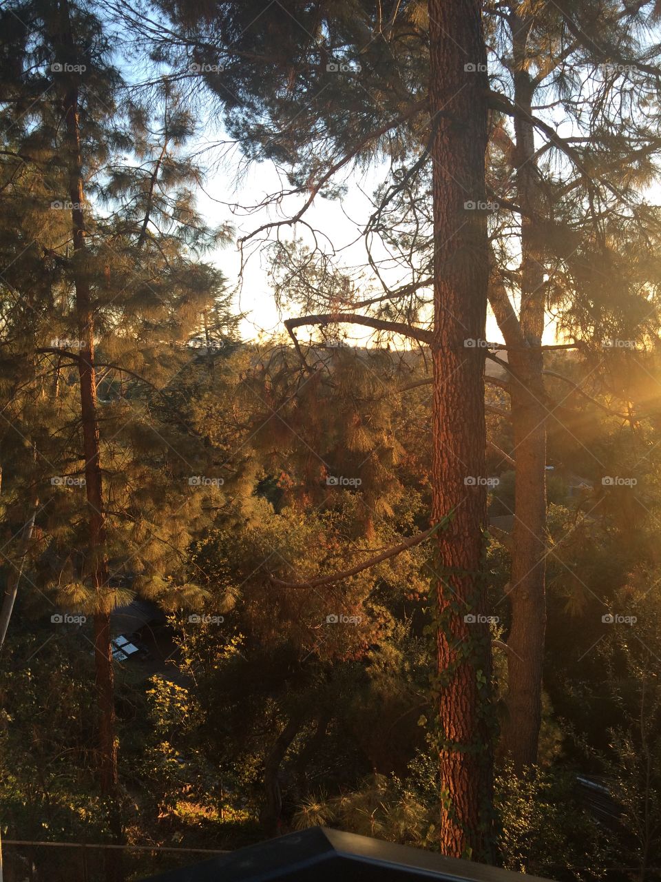 Golden sunlight through pine trees. 