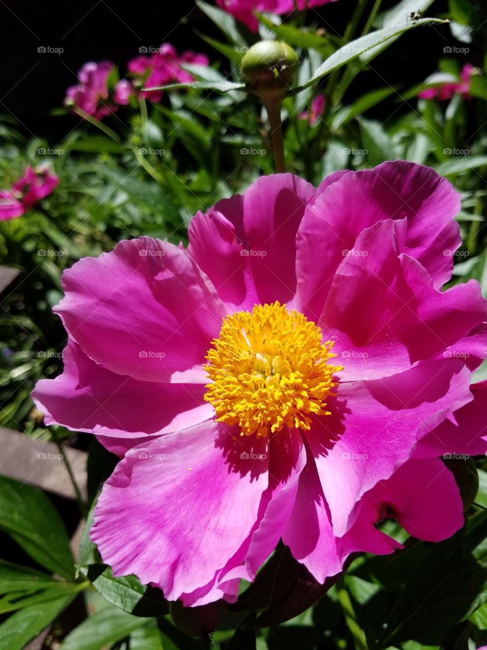 Big Bloom
