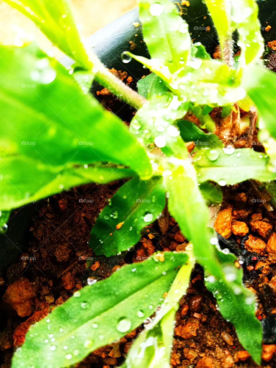 plant