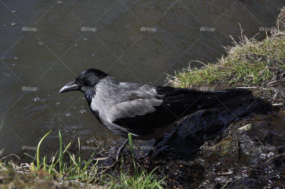 Crow at the pond watching the surrounding people