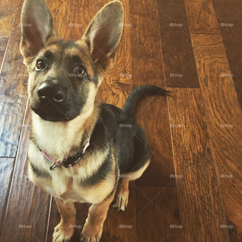 She's all ears 