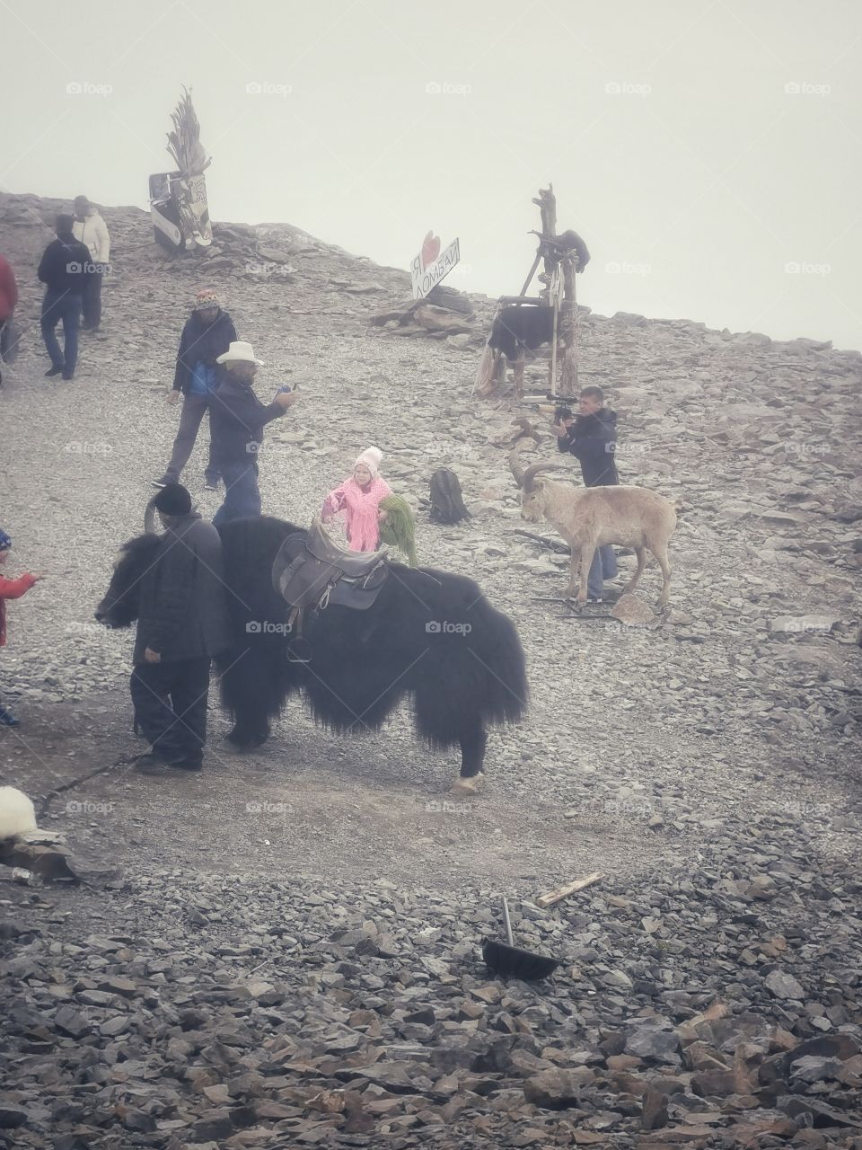 Russia view zoo animals wild outside outdoor day part details capture life Mountain fog
