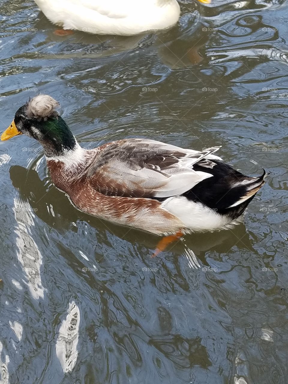 a duck with a Mohawk in Ankara Turkey