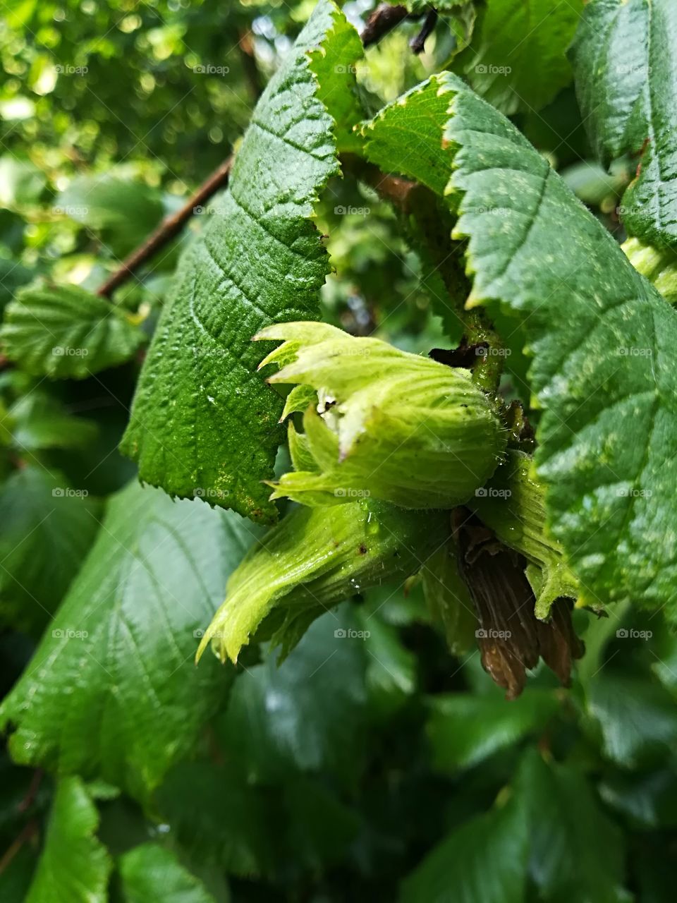 Fresh hazelnuts