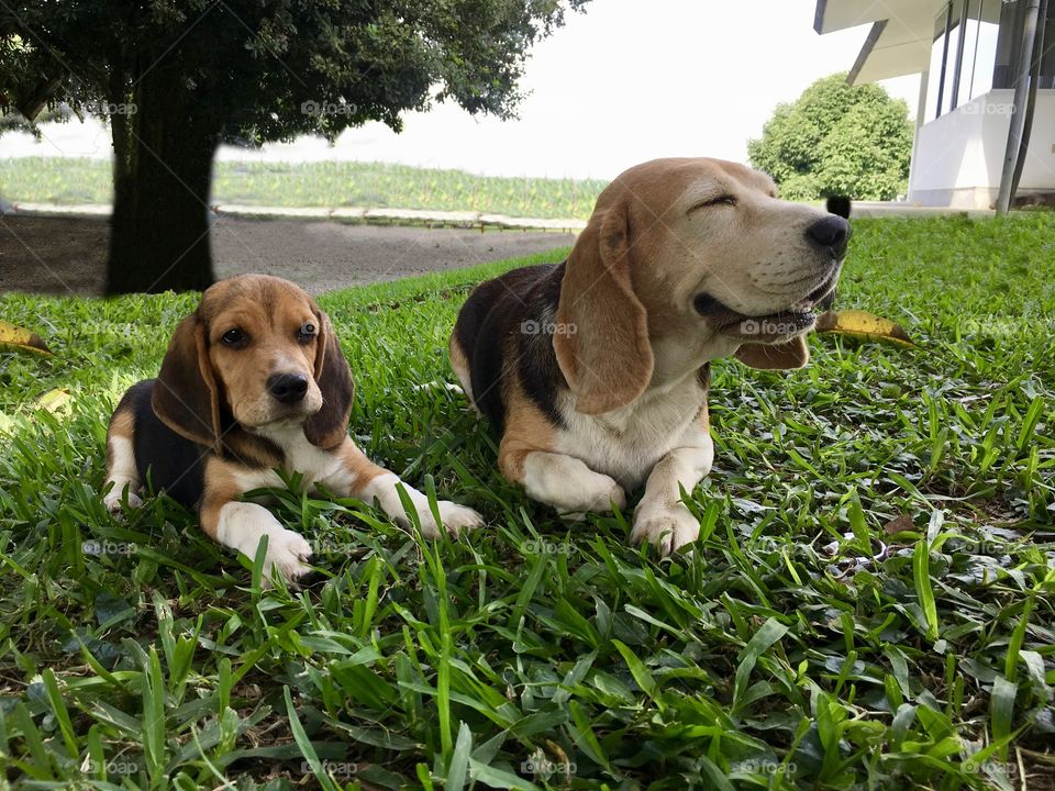 Mom and pup beagles