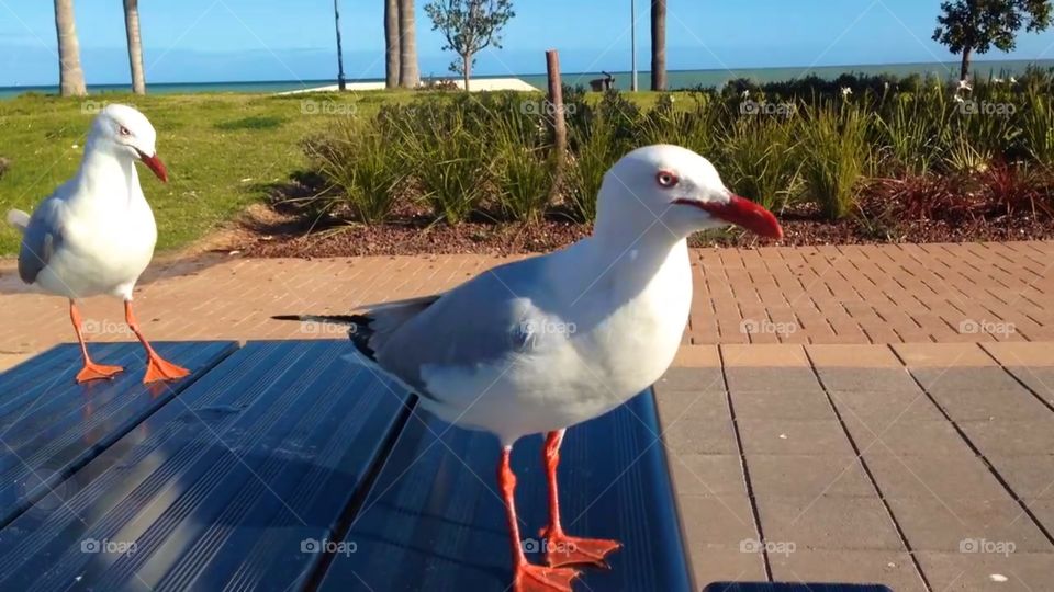 Seagull on a picnic table. Seagull on picnic table in south Australia at the foreshore