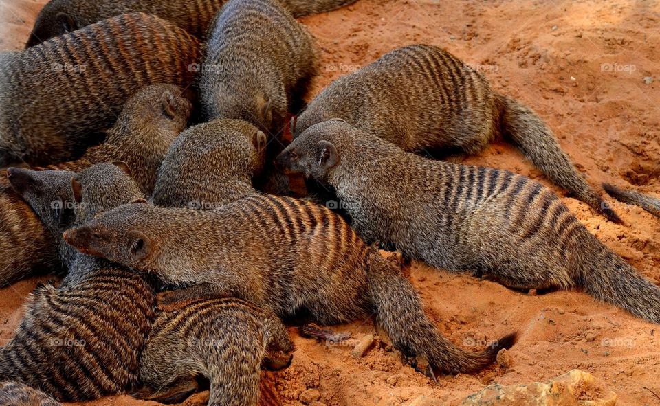 Mongoose in Desert