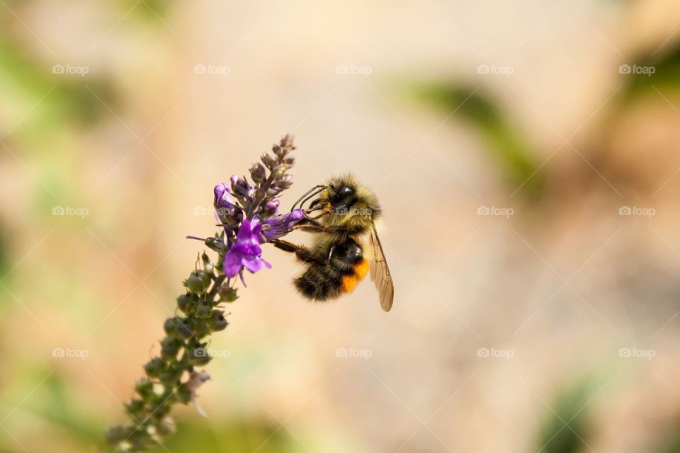 Bee doing his pollination thing